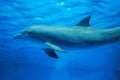Bottlenose Dolphin Underwater in the Deep Blue Royalty Free Stock Photo