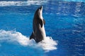 Bottlenose dolphin Royalty Free Stock Photo