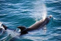 Bottlenose Dolphins Royalty Free Stock Photo