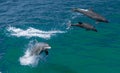 Bottlenose Dolphins Royalty Free Stock Photo