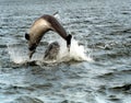 Bottlenose Dolphins,Chanonry Point, on the Moray Firth,Highlands,,Scotland,UK Royalty Free Stock Photo