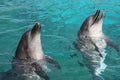 Bottlenose Dolphins Royalty Free Stock Photo