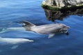 Bottlenose dolphins