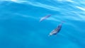 Bottlenose Dolphins