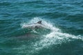 Bottlenose Dolphins Royalty Free Stock Photo