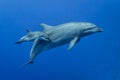 Mother and baby bottlenose dolphins living in South Pacific Ocean Royalty Free Stock Photo