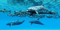 Bottlenose Dolphins and Pacific Herring Royalty Free Stock Photo