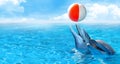 Bottlenose dolphins playing beach ball in the ocean Royalty Free Stock Photo