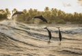 Group of dolphin playing in the waves during sunset Royalty Free Stock Photo
