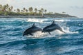 Bottlenose dolphins playing in the waves Royalty Free Stock Photo