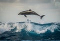 Bottlenose dolphins playing in the waves Royalty Free Stock Photo