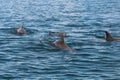 Bottlenose dolphins in the sea under the sunlight at daytime Royalty Free Stock Photo