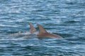 Bottlenose dolphins in the sea under the sunlight at daytime Royalty Free Stock Photo