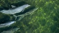 Bottlenose dolphins search for food using echolocation