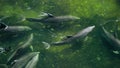 Bottlenose dolphins search for food using echolocation