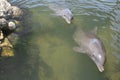 Bottlenose Dolphins Royalty Free Stock Photo