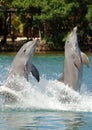 Bottlenose Dolphins Tail Walk Royalty Free Stock Photo