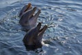 Bottlenose dolphins or Tursiops truncatus Royalty Free Stock Photo