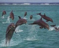 Bottlenose Dolphins, tursiops truncatus, Leaping, Honduras Royalty Free Stock Photo