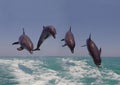 Bottlenose Dolphins, tursiops truncatus, Leaping, Honduras Royalty Free Stock Photo