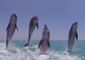 Bottlenose Dolphins, tursiops truncatus, Leaping, Honduras Royalty Free Stock Photo