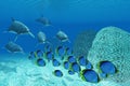 Bottlenose Dolphins Underwater Royalty Free Stock Photo