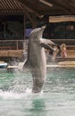 A Bottlenosed Dolphin Breaches at Dolphinaris, Arizona