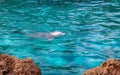 Bottlenosed Dolphin Swimming in Water Close to Rocks Royalty Free Stock Photo