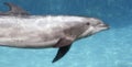 A Bottlenosed Dolphin in a Transparent Tank Royalty Free Stock Photo