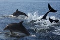 Bottlenosed Dolphin (Turslops aduncus)