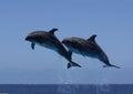 Bottlenosed Dolphins