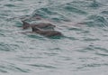 Bottlenosed dolphins off the coast of Australia Royalty Free Stock Photo