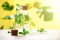 Bottles with detox water - mint, lemon and tropical monstera leaves on yellow background. Citrus lemonade. Summer fruit Royalty Free Stock Photo