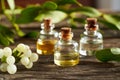 Bottles of essential oil with fresh mistletoe