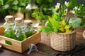 Bottles of essential oil or infusion of medicinal herbs and basket of medicinal healing plants.