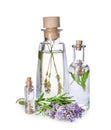 Bottles of essential oil with lavender and rosemary on white background Royalty Free Stock Photo