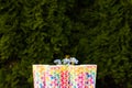 Bottles of freshly squeezed orange and berry juice standing on a wooden tray on a colorful turquoise blue picnic table in dappled