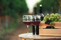 Bottles and glasses of red wine with fresh grapes Royalty Free Stock Photo