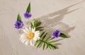 Bottles with green leaves and blue flowers near chamomile on textured background. Composition with sunlight effect. Royalty Free Stock Photo