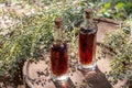 Bottles of herbal tincture with fresh wormwood plant Royalty Free Stock Photo