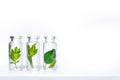 Bottles with herbs, natural essential oil, organic cosmetics on white background Royalty Free Stock Photo