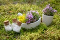 Bottles of homeopathic globules, mortars of thyme and medicinal herbs on a moss in forest Royalty Free Stock Photo