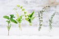 Bottles with medicinal herbs, basil flower,rosemary,oregano, ,thyme and peppermint on white background Royalty Free Stock Photo