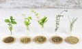 Bottles with Medicinal herbs, basil flower,rosemary,oregano, ,thyme and peppermint on white background Royalty Free Stock Photo