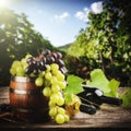 Bottles of red and white wine with fresh grape Royalty Free Stock Photo