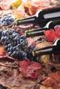 Bottles of red wine, grapes and dry vine leaves Royalty Free Stock Photo