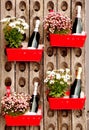 Bottles of sparkling wine, each one in a red metal container with a flower pot, in an old wooden wine rack Royalty Free Stock Photo