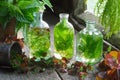 Bottles and vials of tincture or infusion of healing herbs, nettle and medicinal herbs on wooden table in a retro village house. Royalty Free Stock Photo