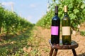 Bottles of vine with empty label. Royalty Free Stock Photo