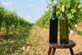 Bottles of vine without empty label. Royalty Free Stock Photo